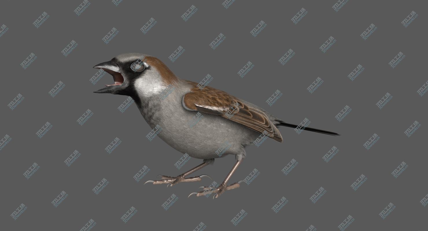 images/goods_img/202104021/3D House Sparrow Rigged/5.jpg